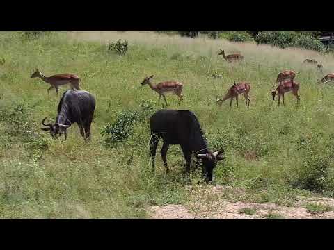 Djuma: Impalas and Wildebeests - 11:04 - 03/29/20