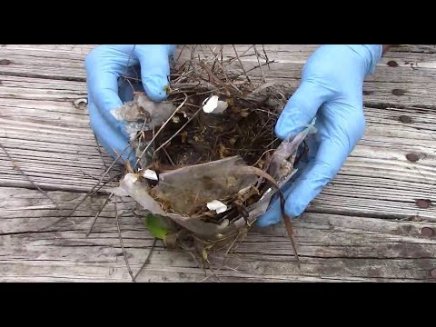 Deconstructing A Cardinal Nest Full Of Ants - Lots Of Plastic