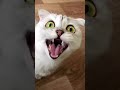 AaAaAaA