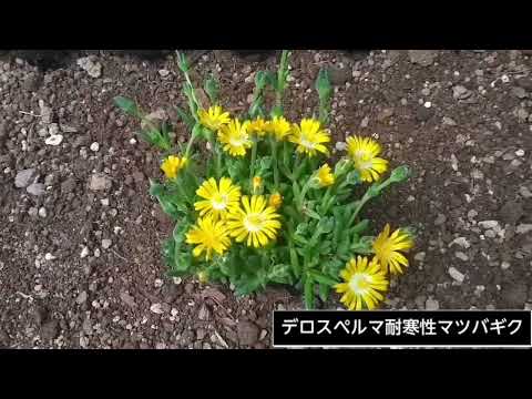 園芸 毛むくじゃらのデロスペルマ
