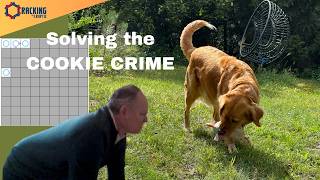 The Dog is Sneaking around in the Fog?