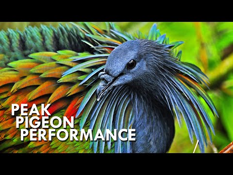 Nicobar pigeon closest relative of dodo
