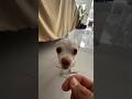 My Dog Can Sing
