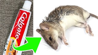 Toothpaste Is All You Need To Keep Mice Away From Your House