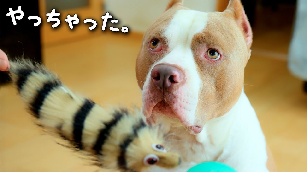 ピットブルに新しいおもちゃをあげたら、、。【アメリカンピットブル】