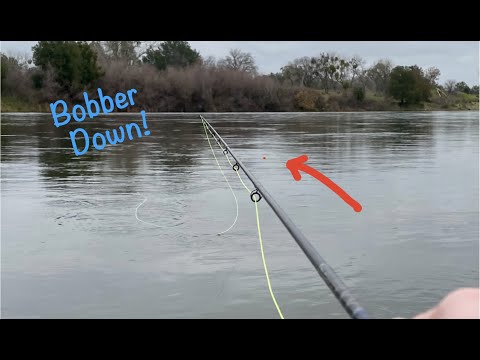 Bobber Down EVERY CAST!! Steelhead fishing