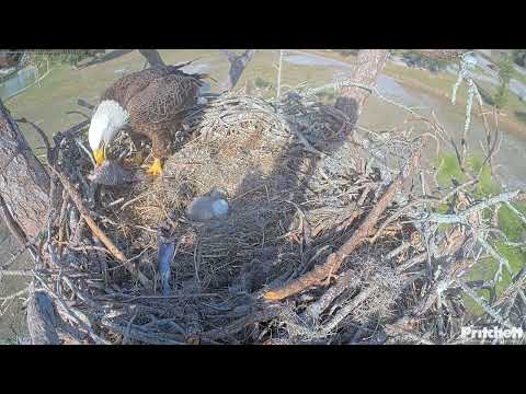 SWFL Eagle: Egg #2,  there is no visible pip on the egg -- 2025 12 23