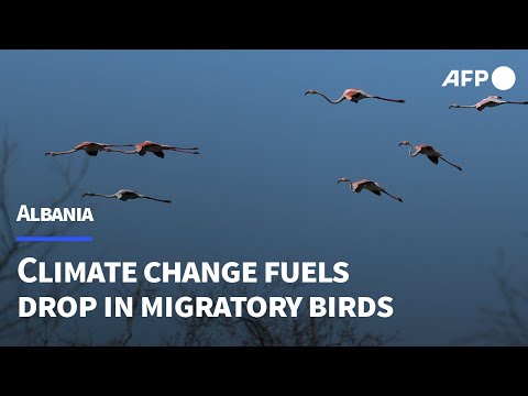 Video Thumbnail: 'A flight for survival': Rising temperatures upend migratory bird habits in Albania | AFP