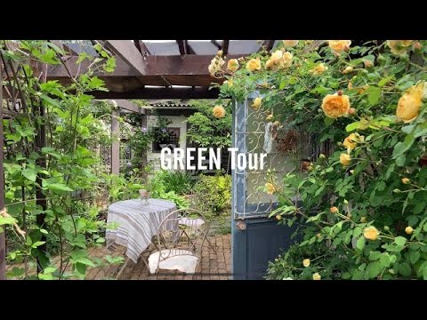 エピデミウム 多年草 地被植物 2023