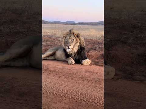 #lion # jangle wildlife # brave Animal # pratyaksha #Anvita