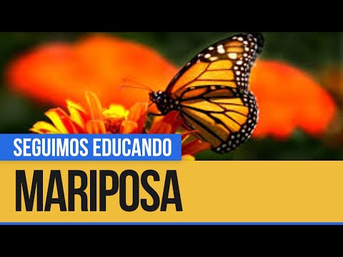 Noticias en miniatura: Mariposa - Seguimos Educando