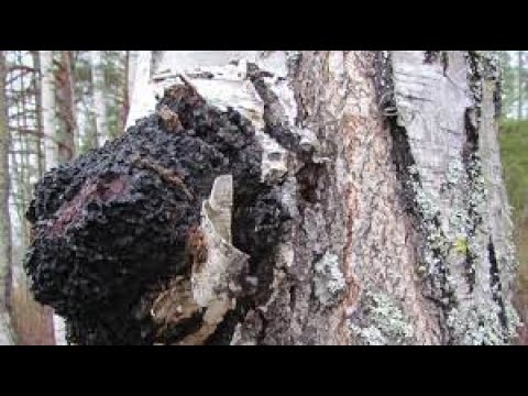 Metsolan Metsäkoulu 260 - Pakurilla rahoiksi - vähän erikoisemman tuotteen kasvatusta!