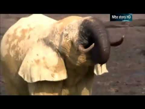 Kshitij Pawar Documentary narration