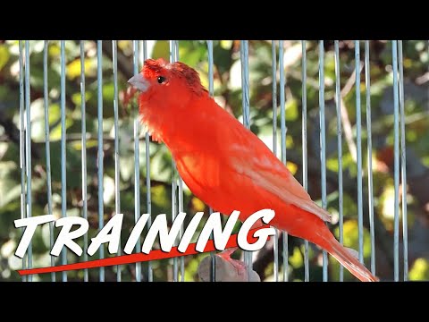 Canary singing - 12h  training song