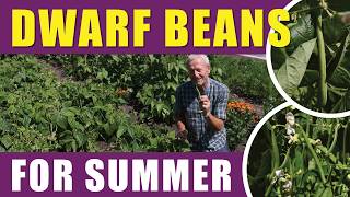 Dwarf French Beans: When to Sow for Summer Harvests