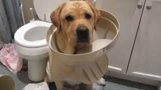 Funniest Dogs Ever 2025 😂 | Hilarious Dog Moments That Will Make You Laugh Hard!