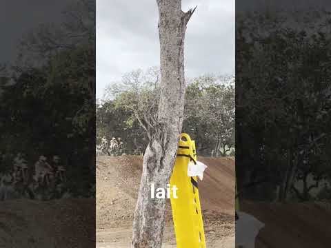 categoria light goianorte Tocantins