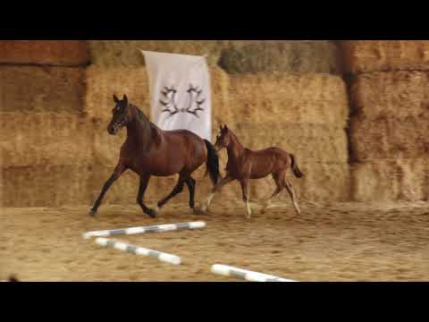 Abendkracher v. Mount Etna xx