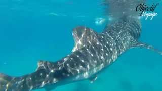 preview picture of video 'Plongée avec 4 requins baleines à Oslob aux Philippines'