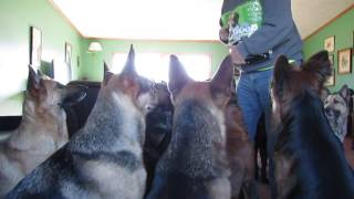 SIXTEEN German Shepherds Wait Patiently at "Goodie Time"
