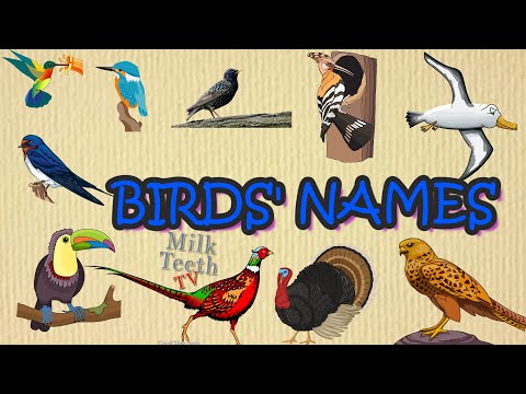 Birds names in English with Pictures & correct pronunciation | Kids General Knowledge and Vocabulary