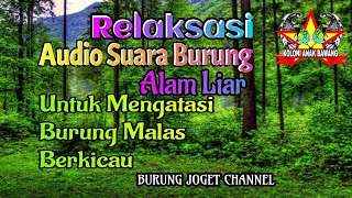 Download lagu Audio Terapi Suara Kicau Burung di Alam Liar Untuk Burung Malas Berkicau mp3 Download lagu Audio Terapi Suara Kicau Burung di Alam Liar Untuk Burung Malas Berkicau mp3