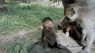 VID20241224090551 short 1