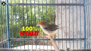 Download lagu 100% NYAUT....!!! Banyak Prenjak Lumut Lain Ikut Bunyi Gacor Dengan Satu Kali Pancingan mp3