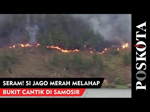 Seram! Si Jago Merah Melahap Bukit Cantik di Samosir