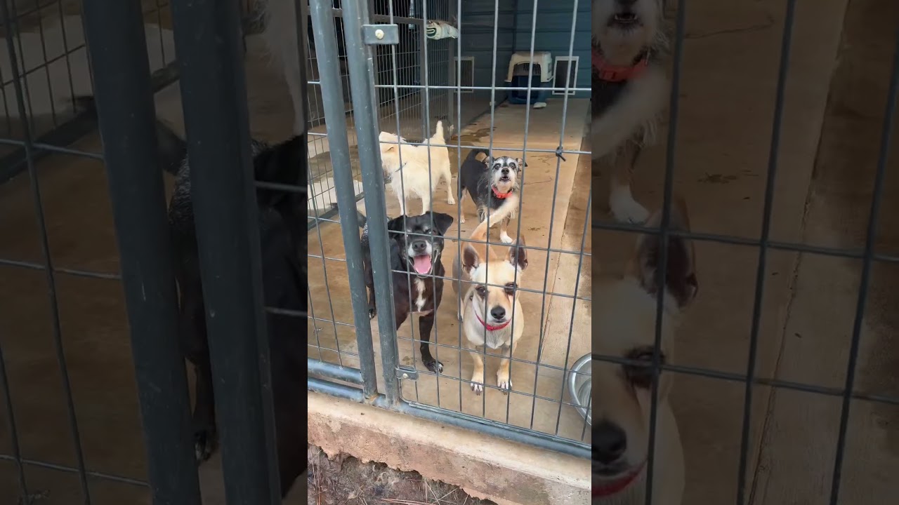 Enlarge Eggo, a Adoptable Chihuahua in Chico, CA video 6/6