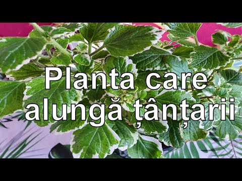 , title : 'Planta care alunga tantarii!'