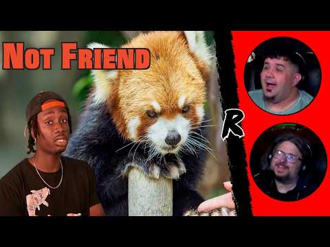 The Red Panda Problem Not Being Talked About Enough - @mndiaye_97 | RENEGADES REACT