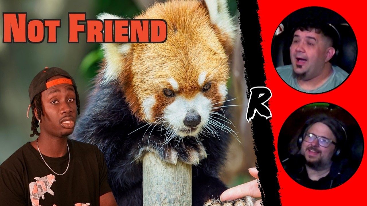 The Red Panda Problem Not Being Talked About Enough - @mndiaye_97 | RENEGADES REACT