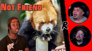 The Red Panda Problem Not Being Talked About Enough - @mndiaye_97 | RENEGADES REACT MQDEFAULT Thumbnail