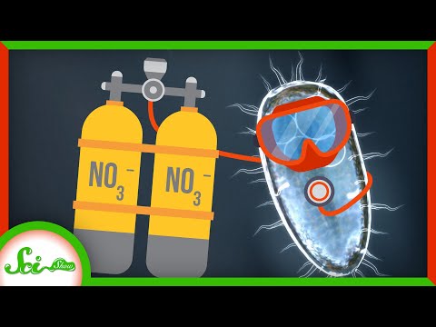 认识我们的氮呼吸细菌亲戚（Meet Our Nitrogen-Breathing Bacterial Relative）