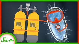 Meet Our Nitrogen-Breathing Bacterial Relative