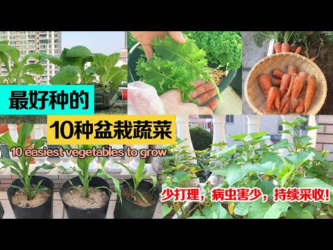 , title : '最容易种植成功的10种懒人蔬菜——产量高，病虫害少，少打理|10 easiest vegetables to grow|最适合新手入门'