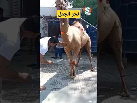 لماذا الجمل يُنحر ولا يذبح