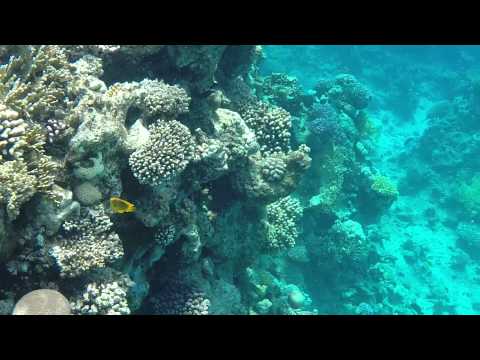 Риф отеля AA Grand Oasis Resort