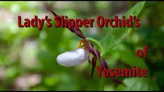 Hunting for the Mountain Lady's Slipper Orchid (rare in Yosemite)