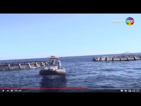 Il pesce senza antibiotici