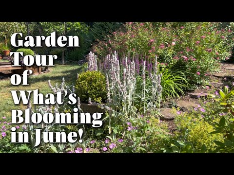 June Garden Tour of What’s Blooming! (What’s Blooming Wednesday)