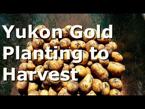 download lagu mp3 mp4 Yukon Gold Potatoes Buy, download lagu Yukon Gold Potatoes Buy gratis, unduh video klip Yukon Gold Potatoes Buy