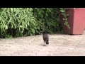 Common Myna Or Indian Myna Acridotheres Tristis With Juvenile Closeup Video