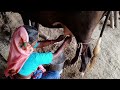 Best Cow Milking Video Milking Video By Hard
