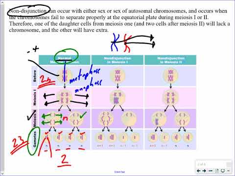 Mr. Walker's Biology 30: Nondisjunction Lesson