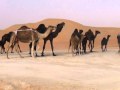 Camel Visit Before Flying March 2010 2
