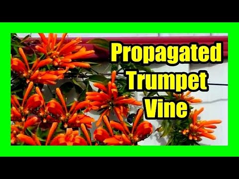 How to Grow Orange Trumpet Vine From Cuttings: Easy Orange Trumpet Vines Propagation