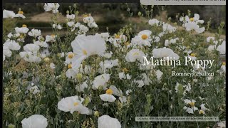 Download lagu Romneya mp3