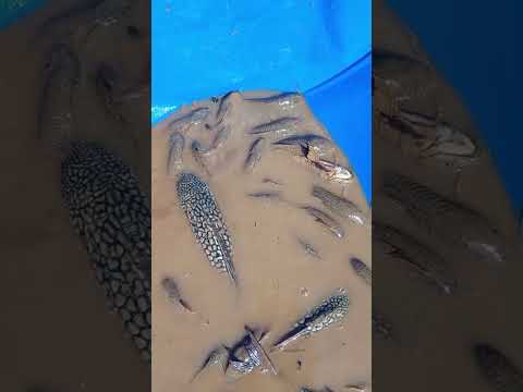 represa  seca, em São jose do povo MT